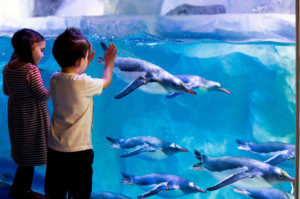 london aquarium